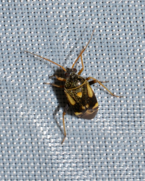 Miridae: Polymerus sp.